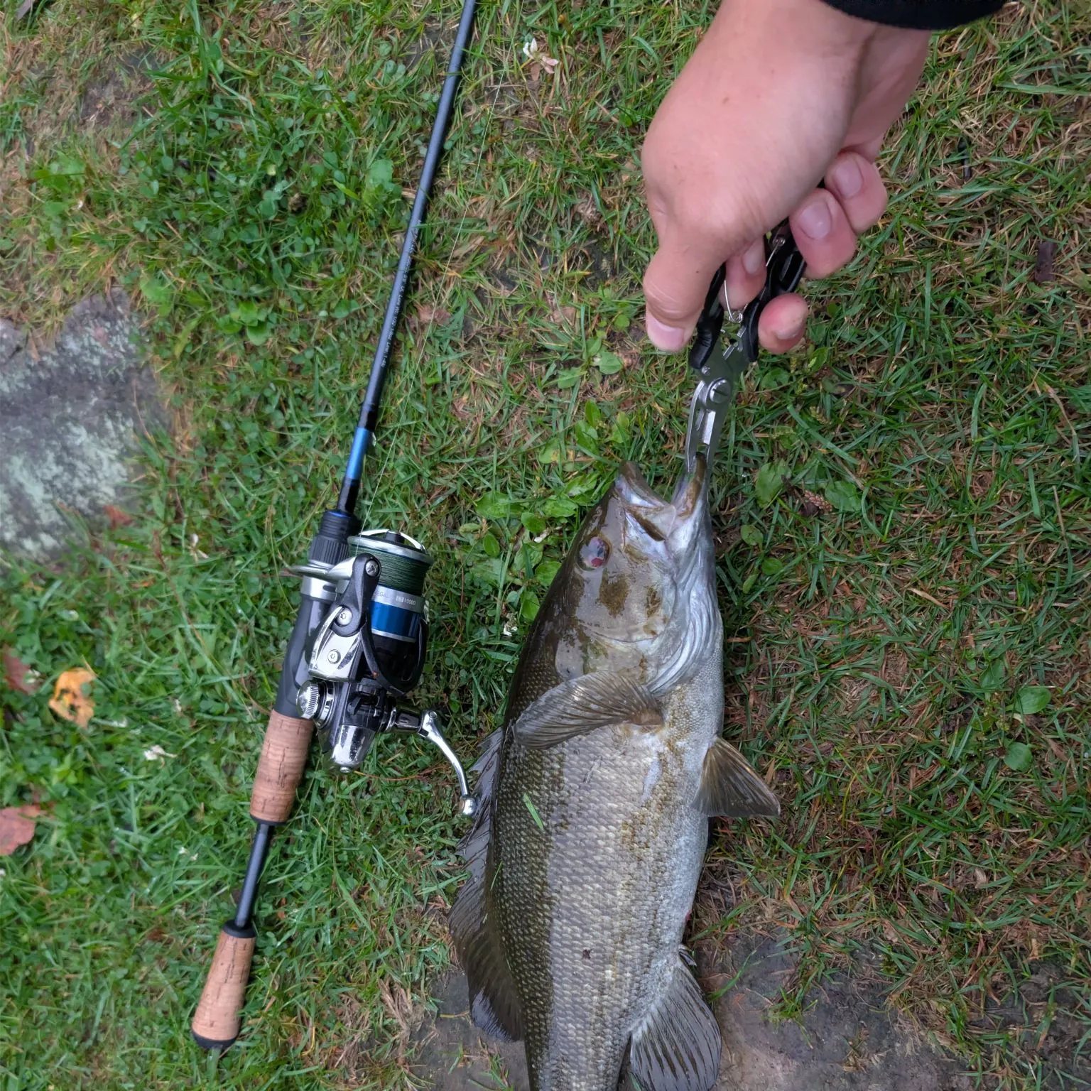 Smallmouth bass caught on Fishbrain