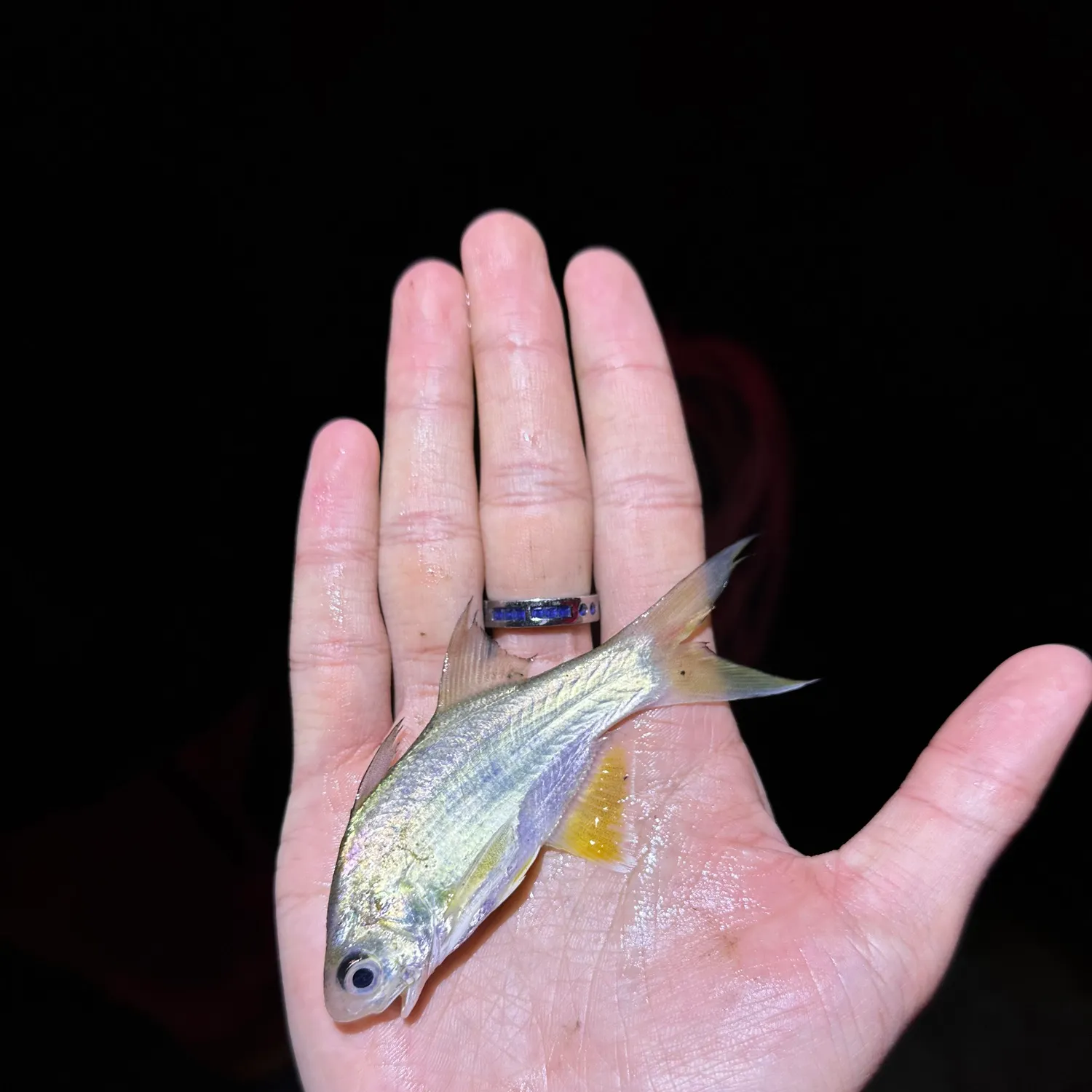 The most recent King threadfin catches on Fishbrain