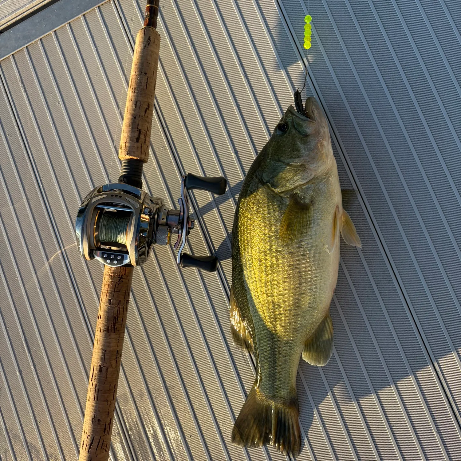 Largemouth bass caught on Fishbrain