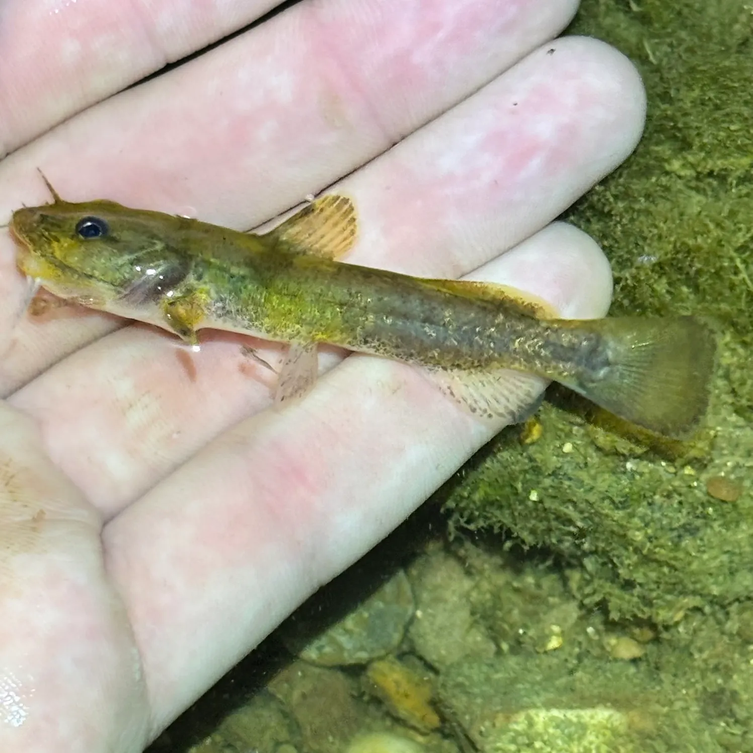 The most recent Mountain madtom catches on Fishbrain