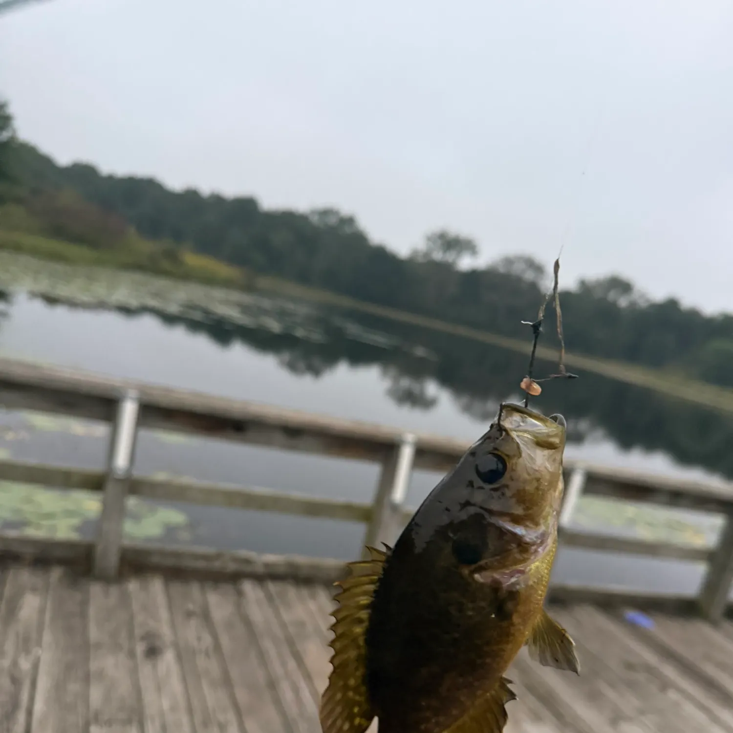 Warmouth caught on Fishbrain