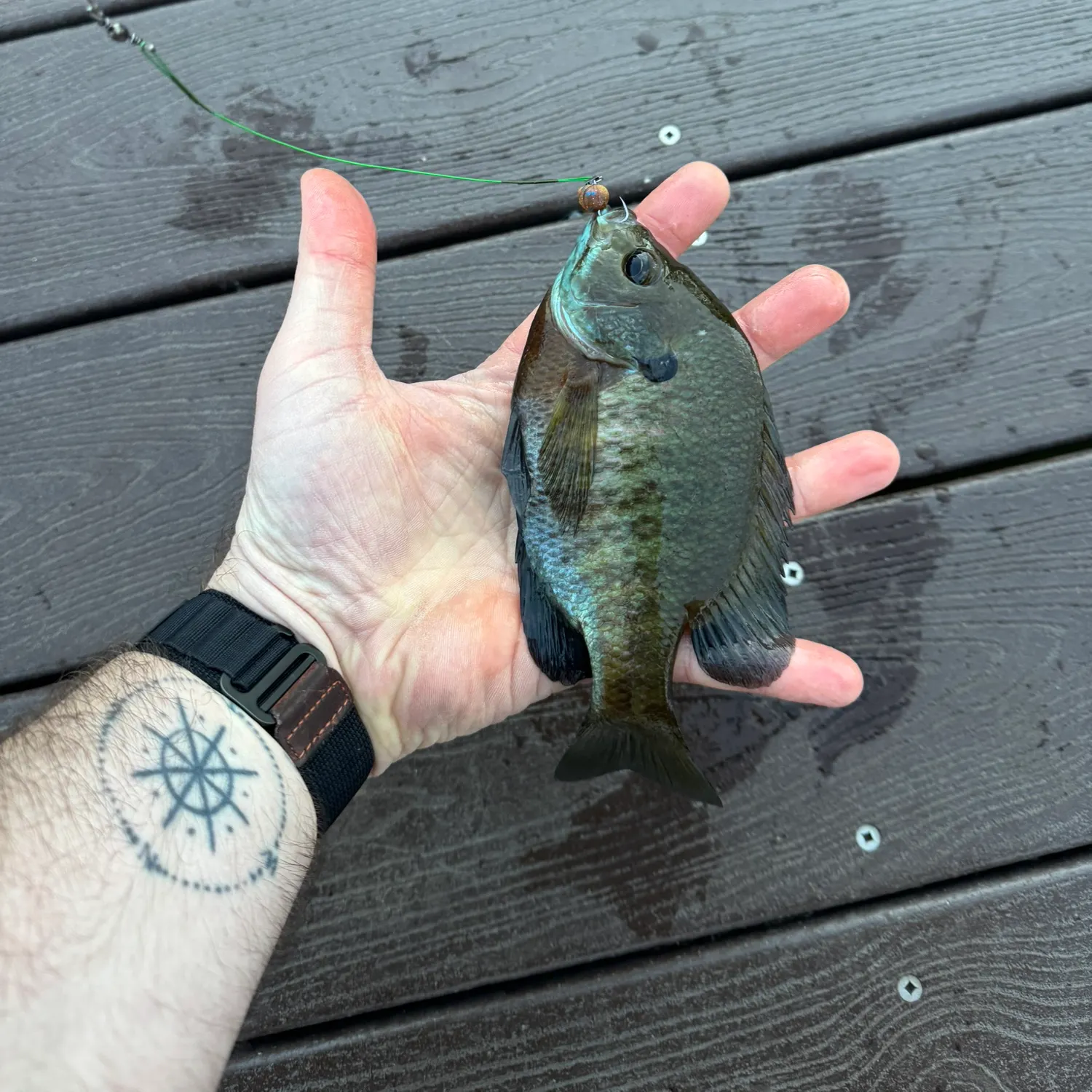 recently logged catches