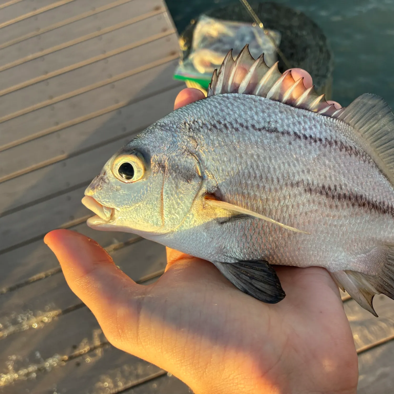 Black margate caught on Fishbrain