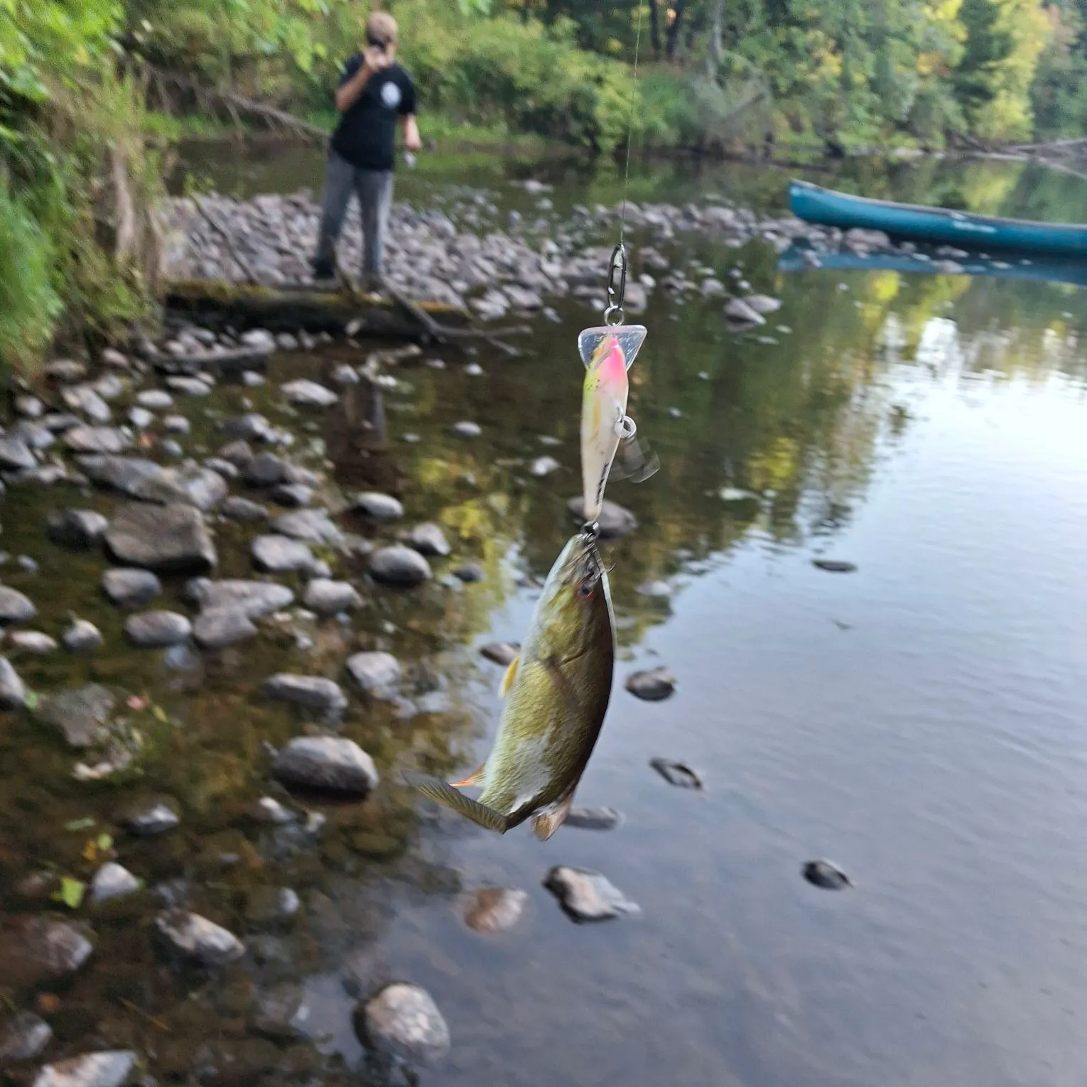 Smallmouth bass caught on Fishbrain