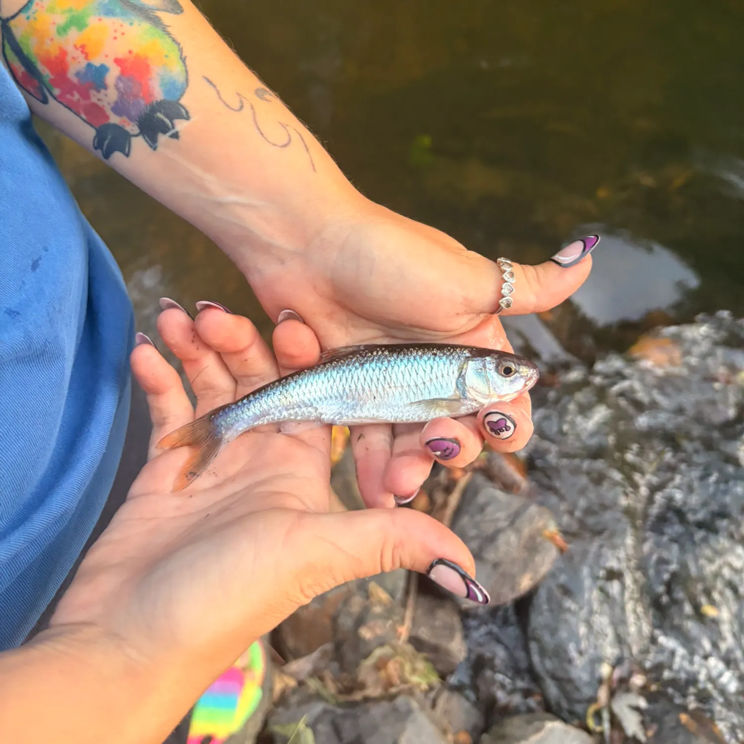 Striped shiner caught on Fishbrain