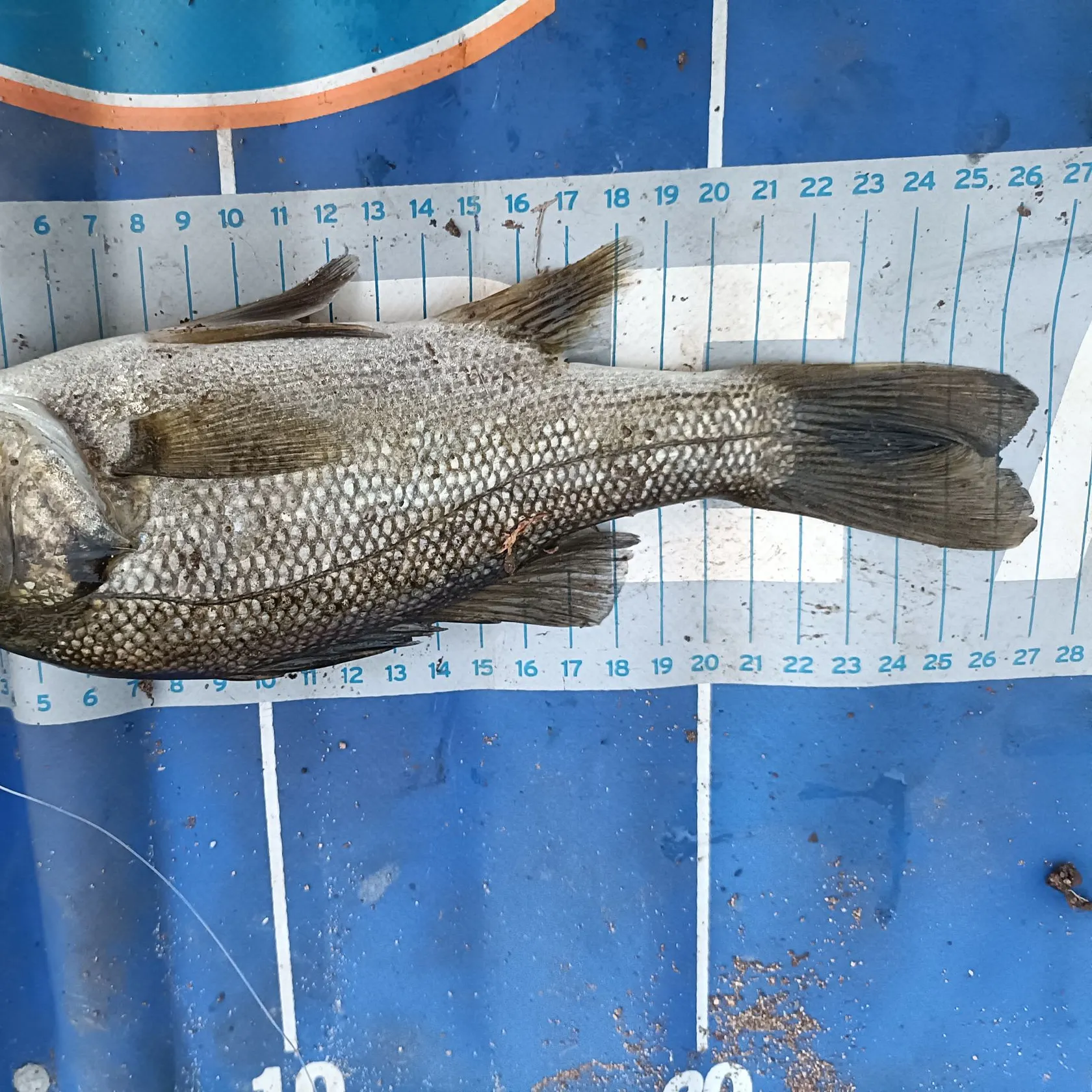 Australian bass caught on Fishbrain