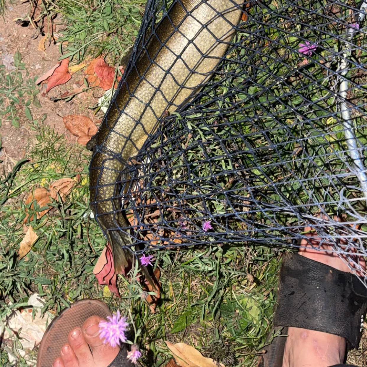 Lake char caught on Fishbrain