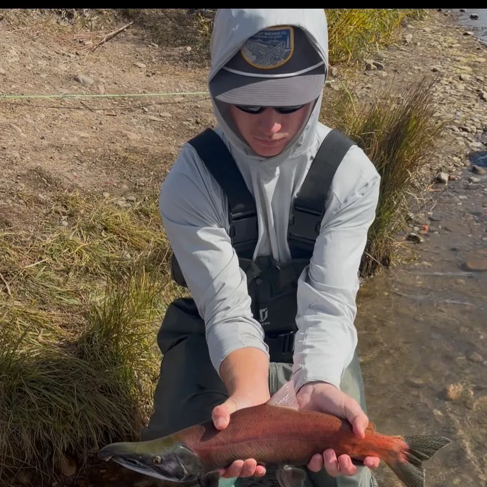 Kokanee salmon caught on Fishbrain