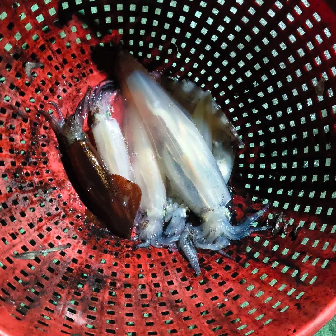Southern calamari caught on Fishbrain