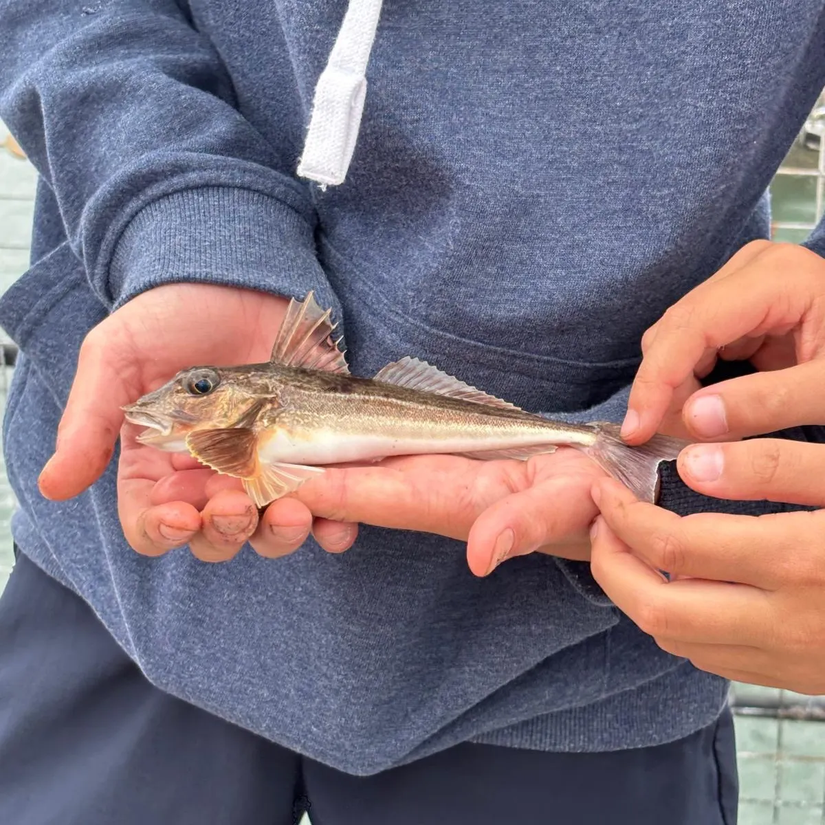 The most recent Red gurnard catches on Fishbrain