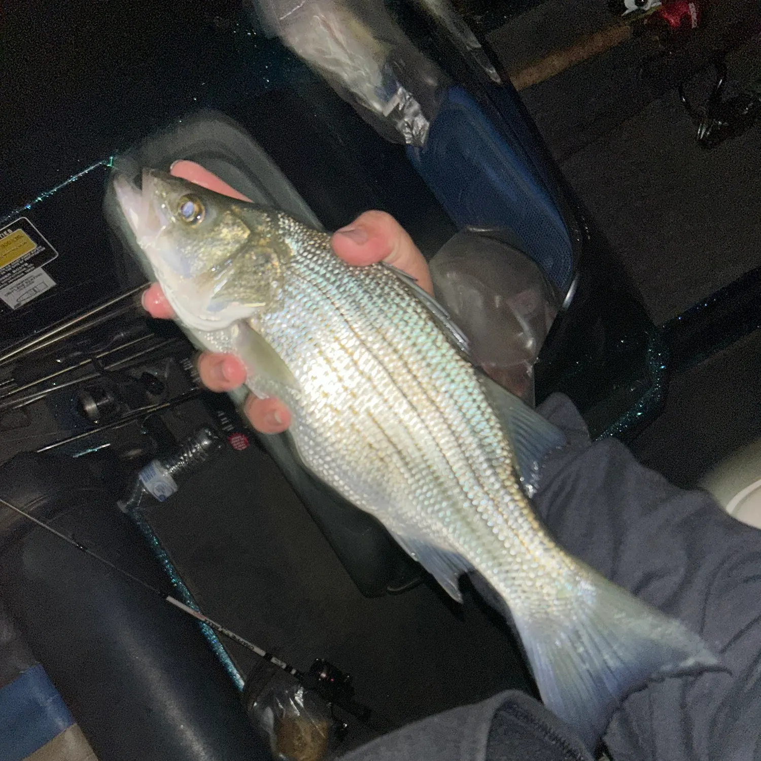 White bass caught on Fishbrain
