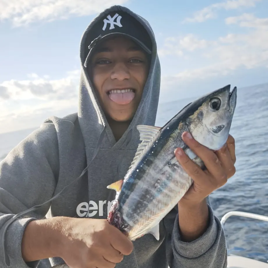 The most recent Albacore catches on Fishbrain
