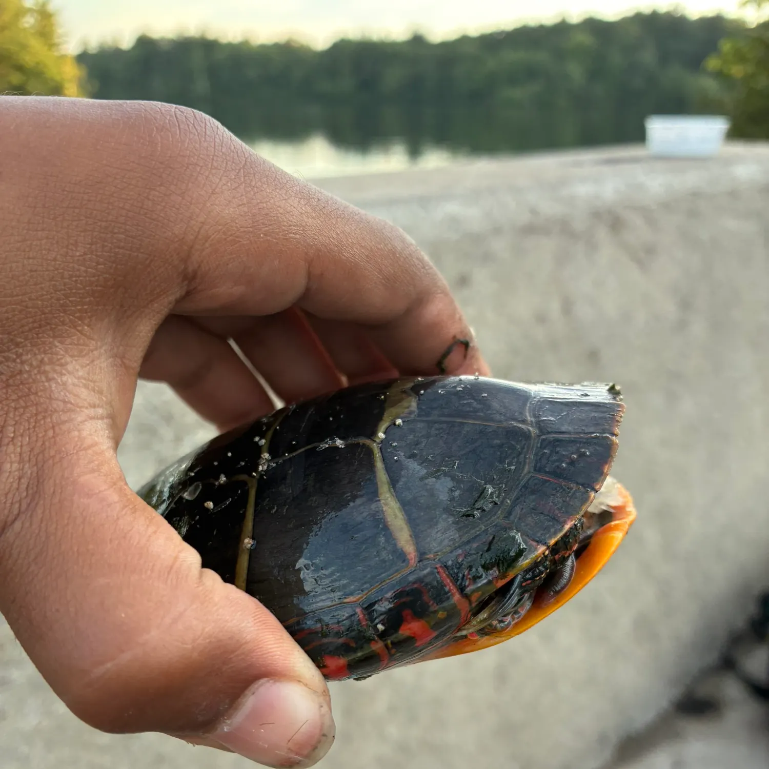 Painted turtle caught on Fishbrain