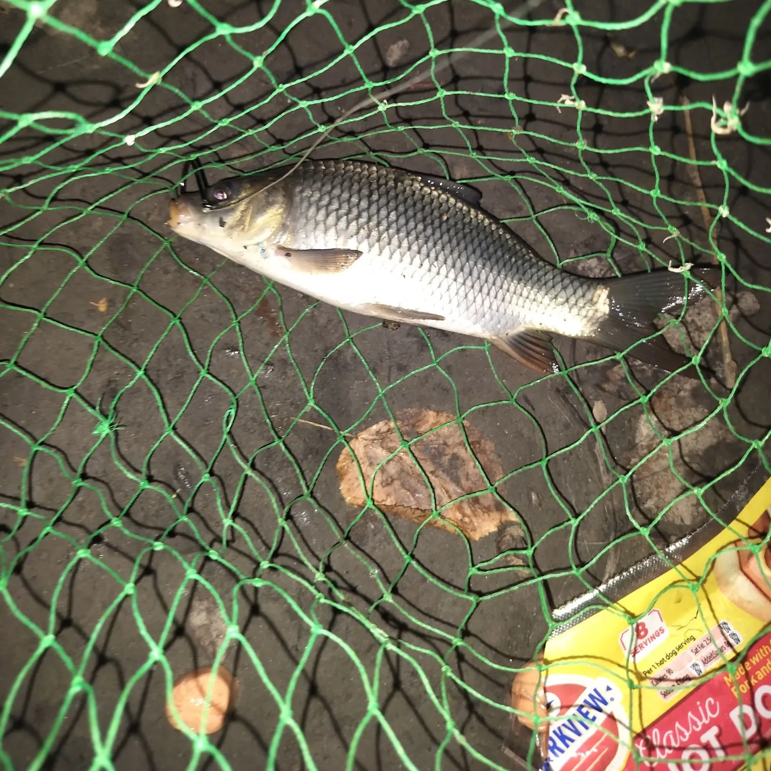 F1 carp caught on Fishbrain