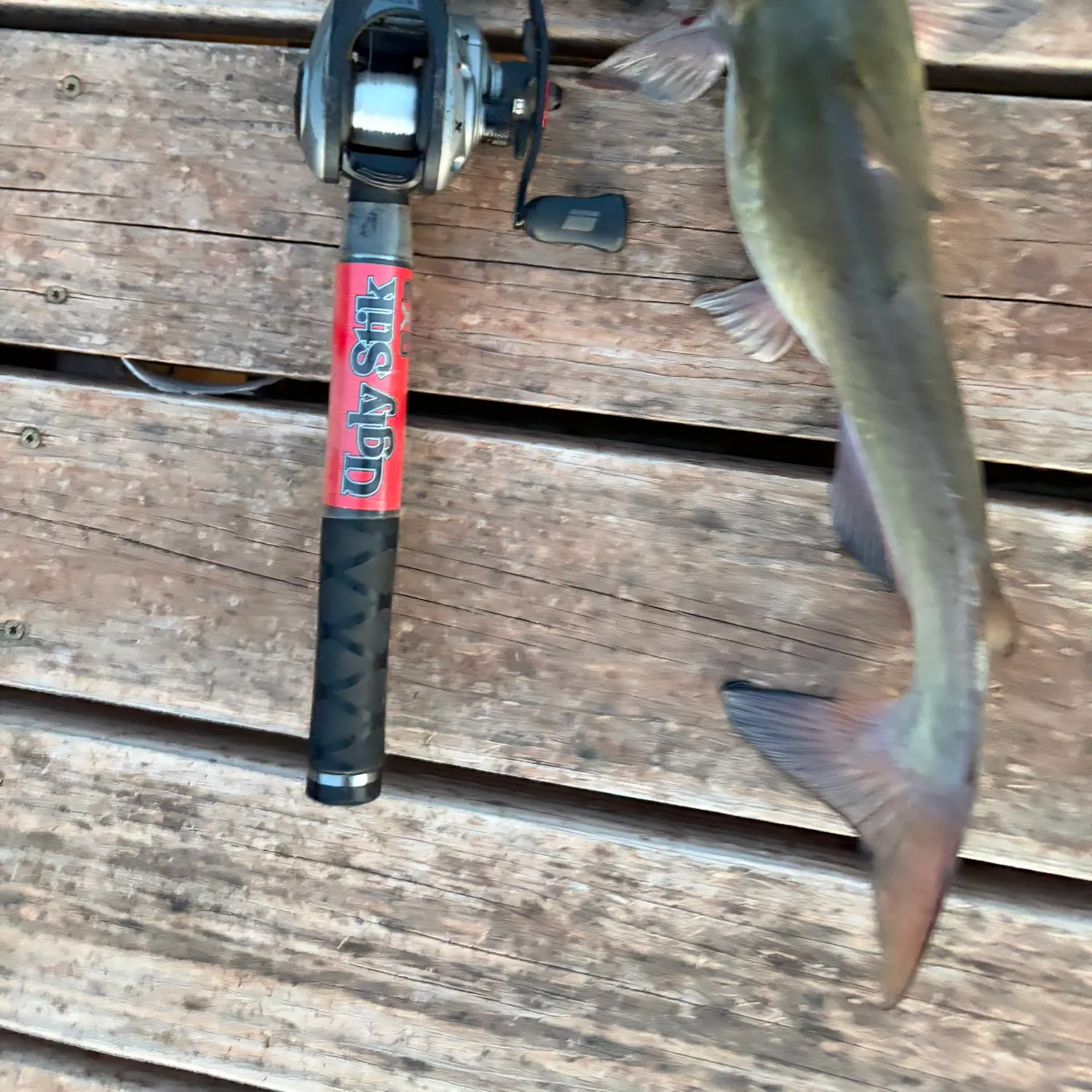 Channel catfish caught on Fishbrain