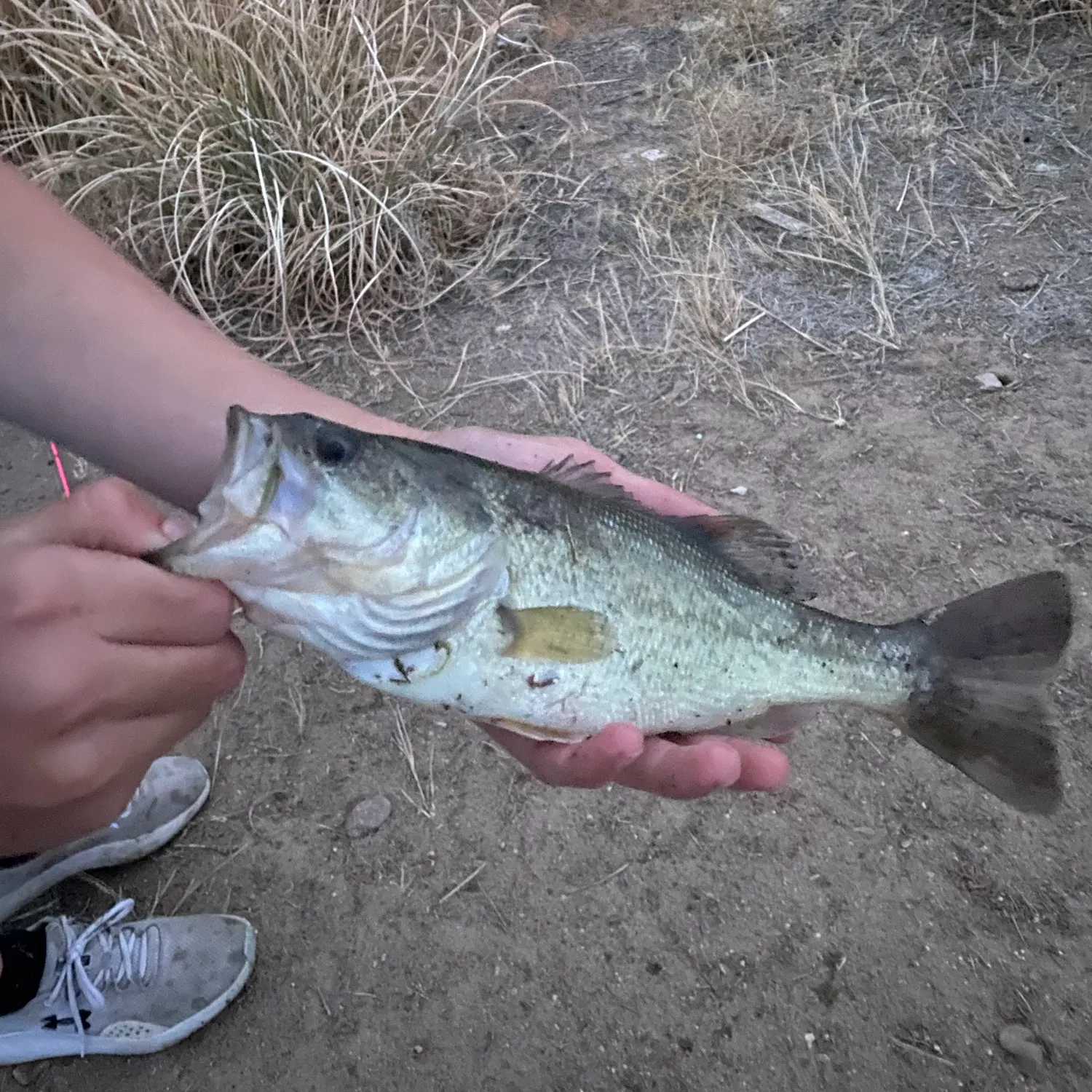Fish caught on Fishbrain