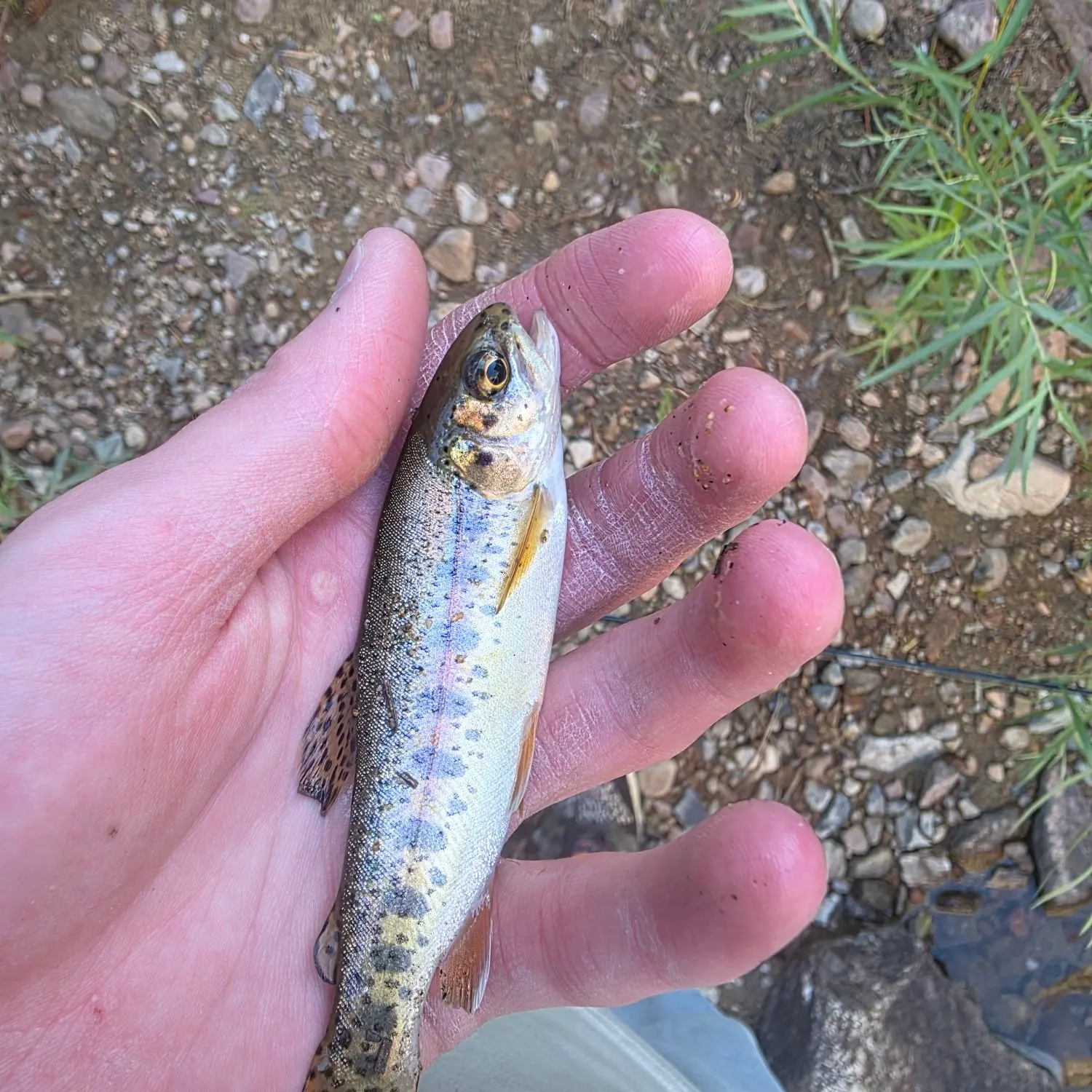 Rainbow trout caught on Fishbrain