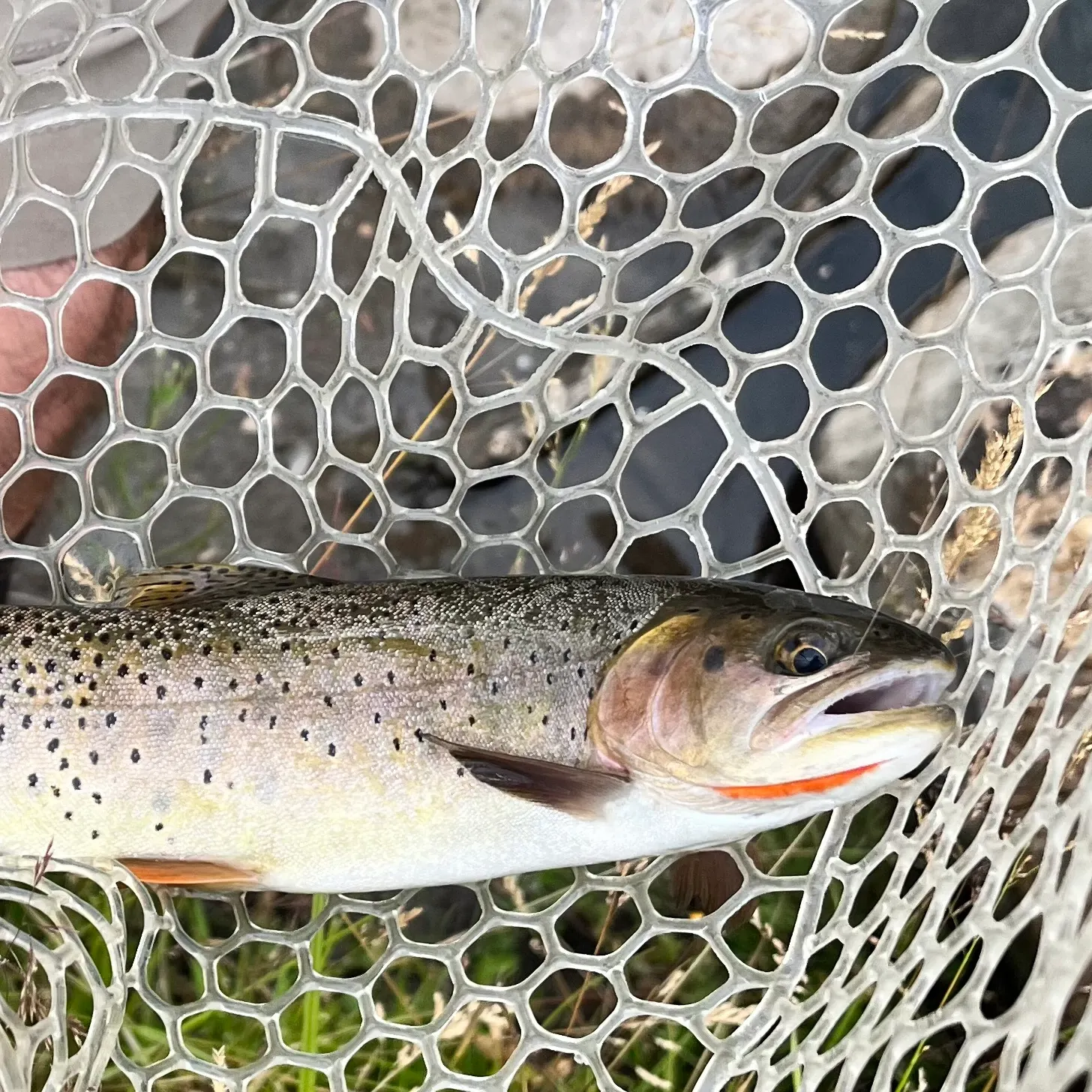 The most recent Bear Lake cutthroat trout catches on Fishbrain