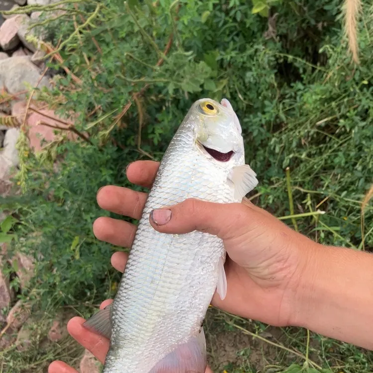 The most recent Goldeye catches on Fishbrain