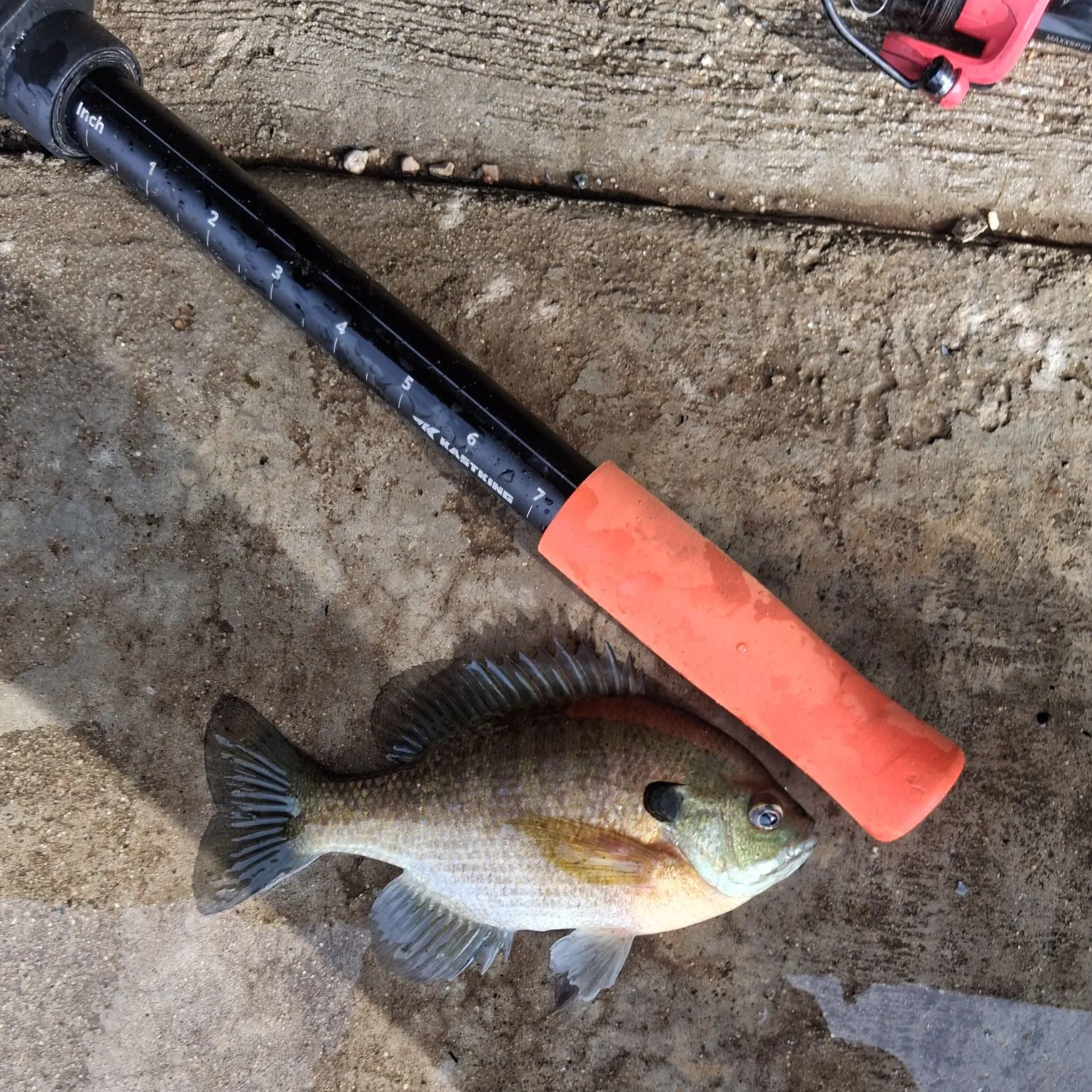 Bluegill caught on Fishbrain