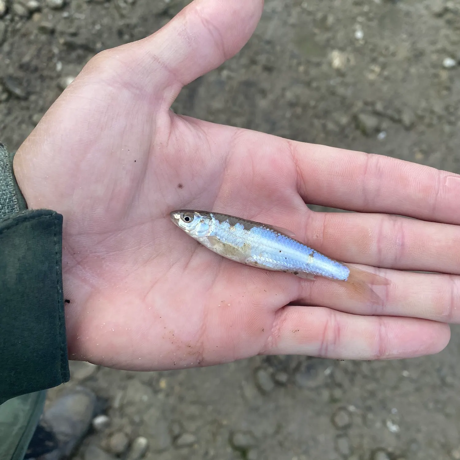 The most recent River shiner catches on Fishbrain