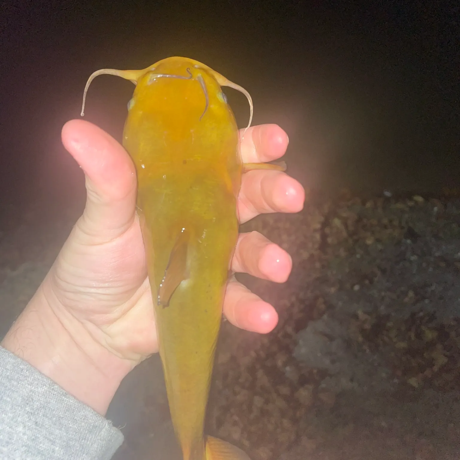 Yellow bullhead caught on Fishbrain