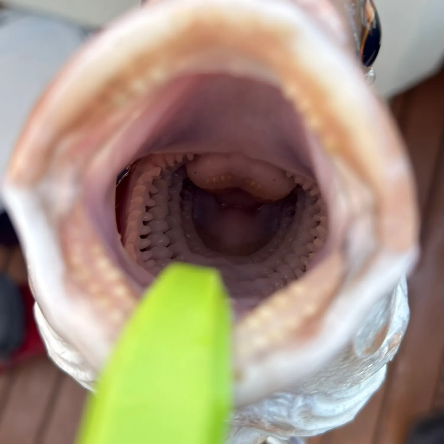 The most recent Australasian snapper catches on Fishbrain