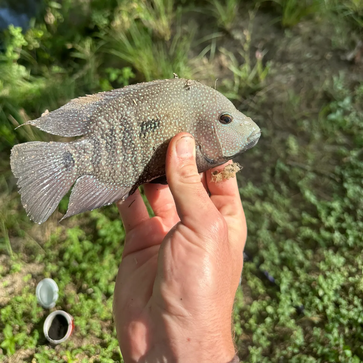 The most recent Rio Grande cichlid catches on Fishbrain