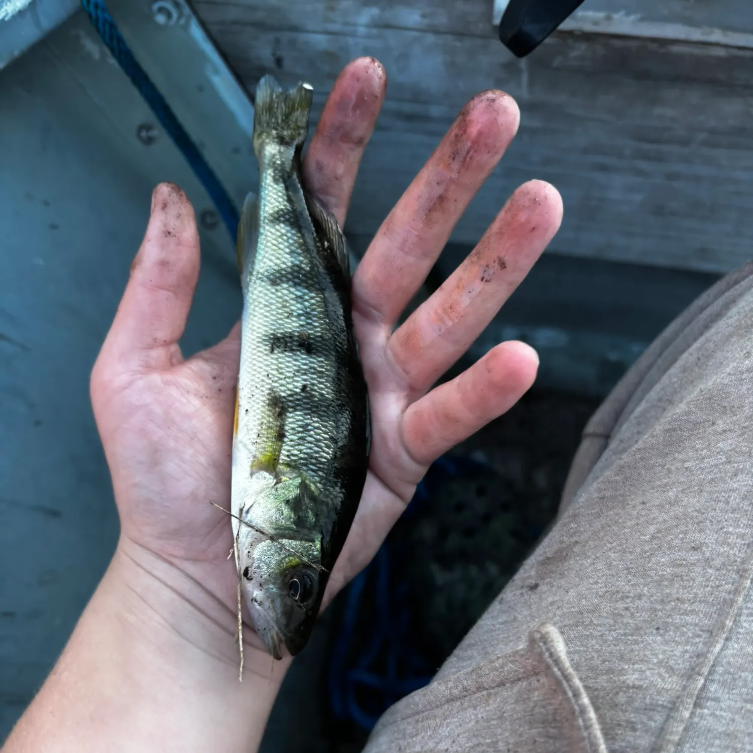 Yellow perch caught on Fishbrain