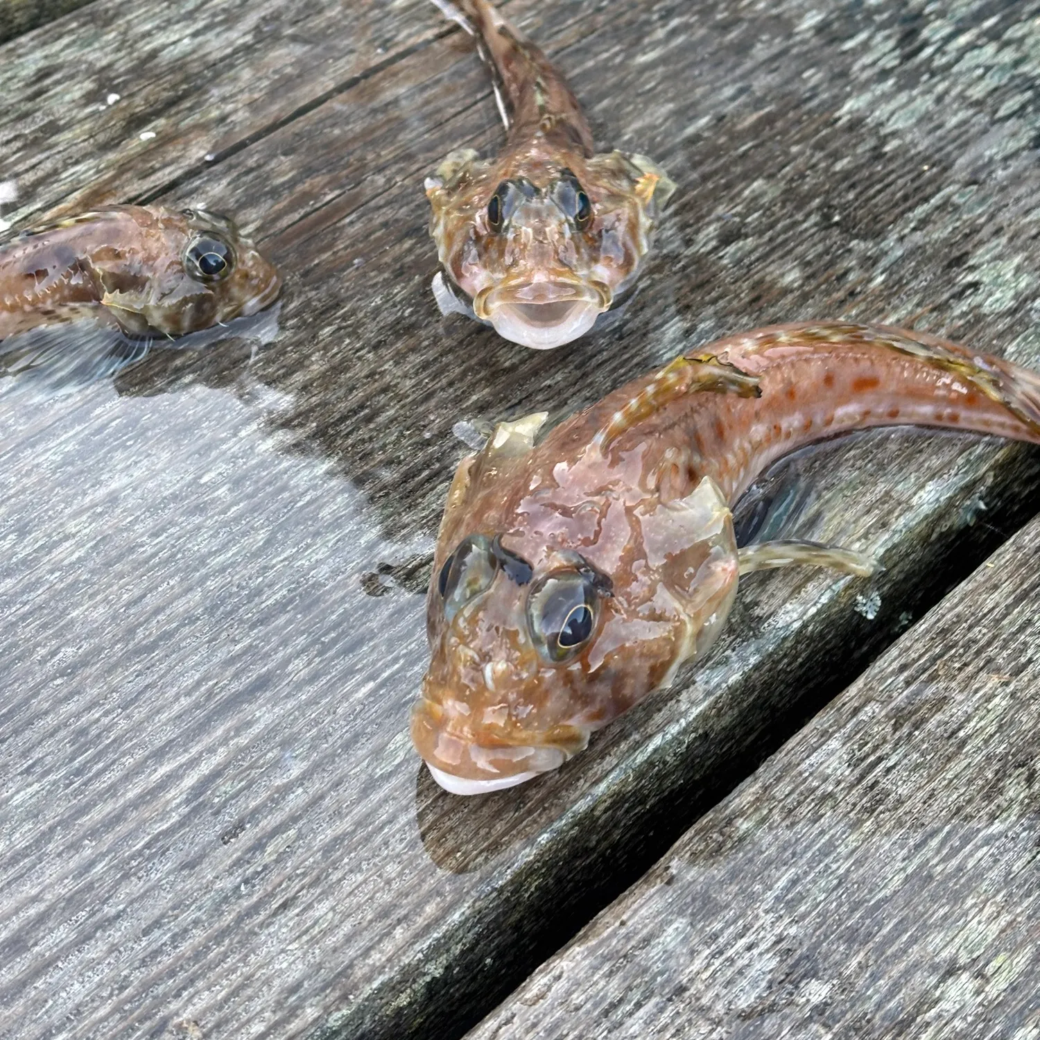 recently logged catches