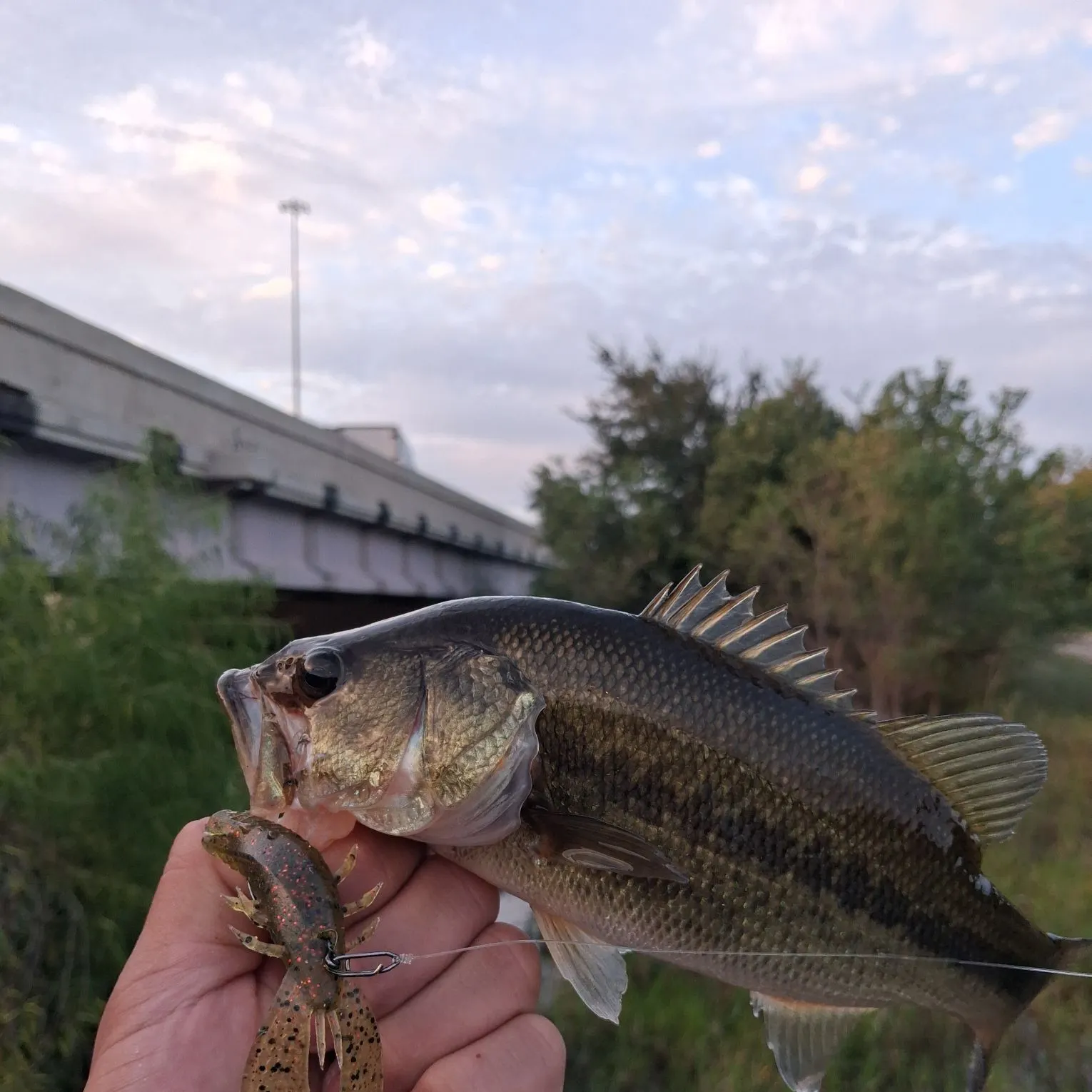 Largemouth bass caught on Fishbrain