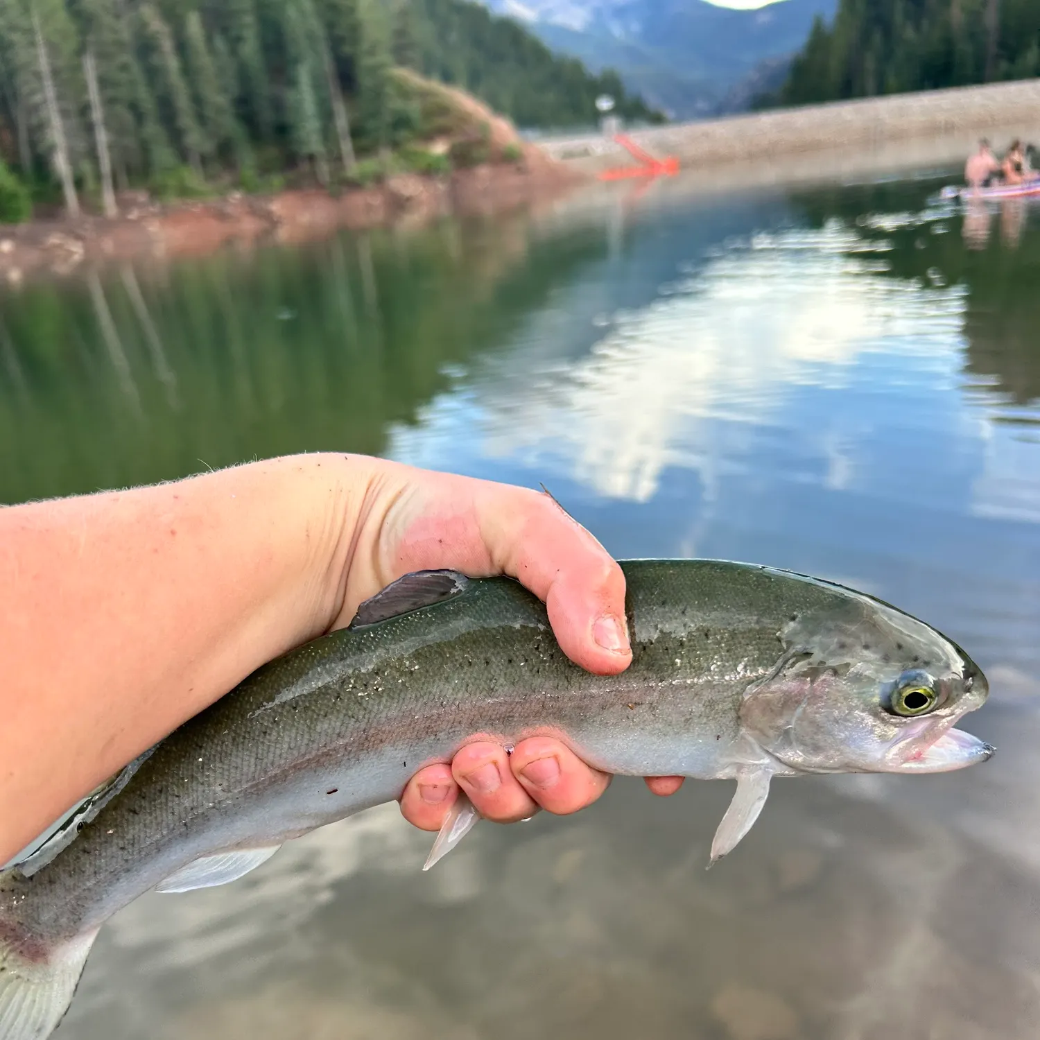 Rainbow trout caught on Fishbrain
