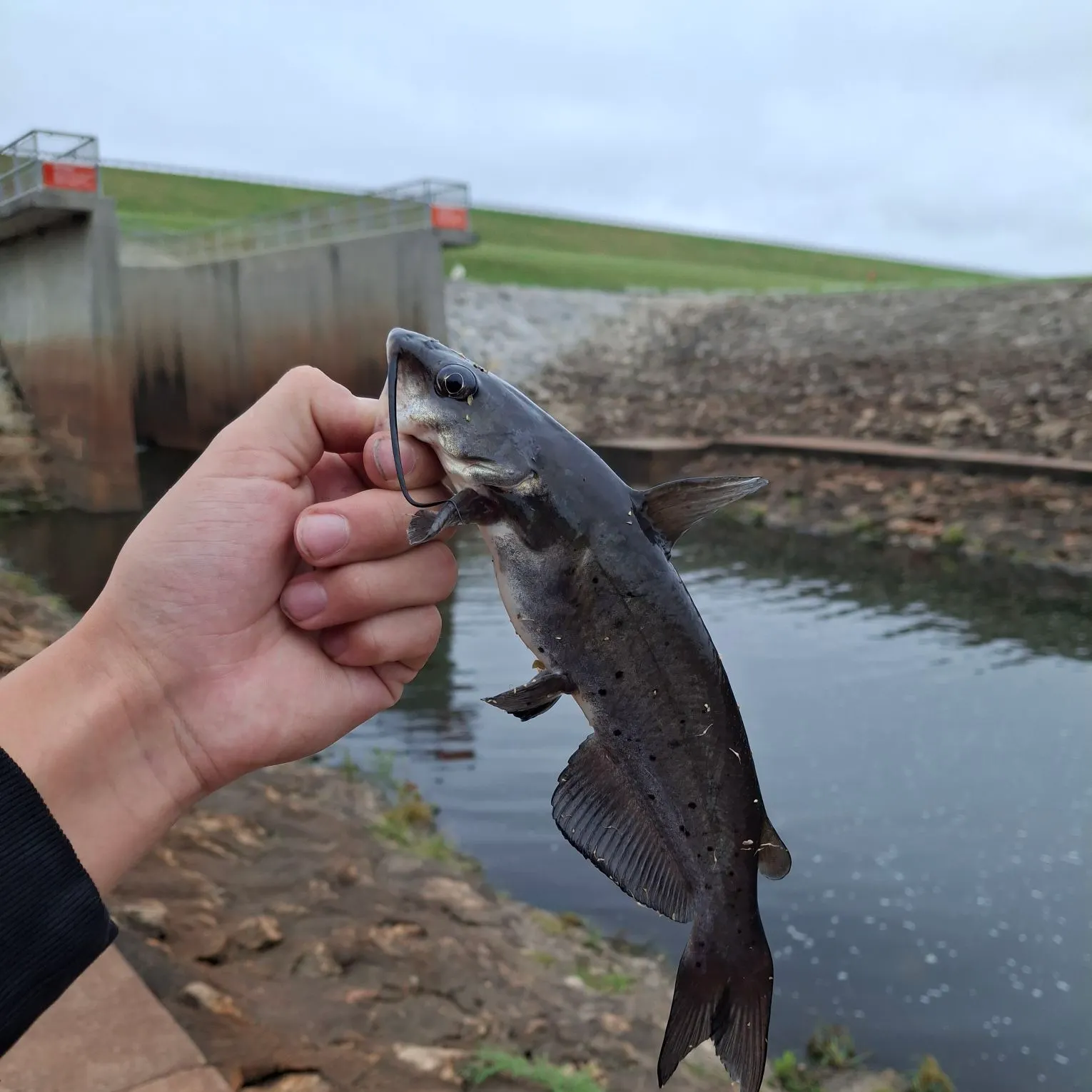 Channel catfish caught on Fishbrain