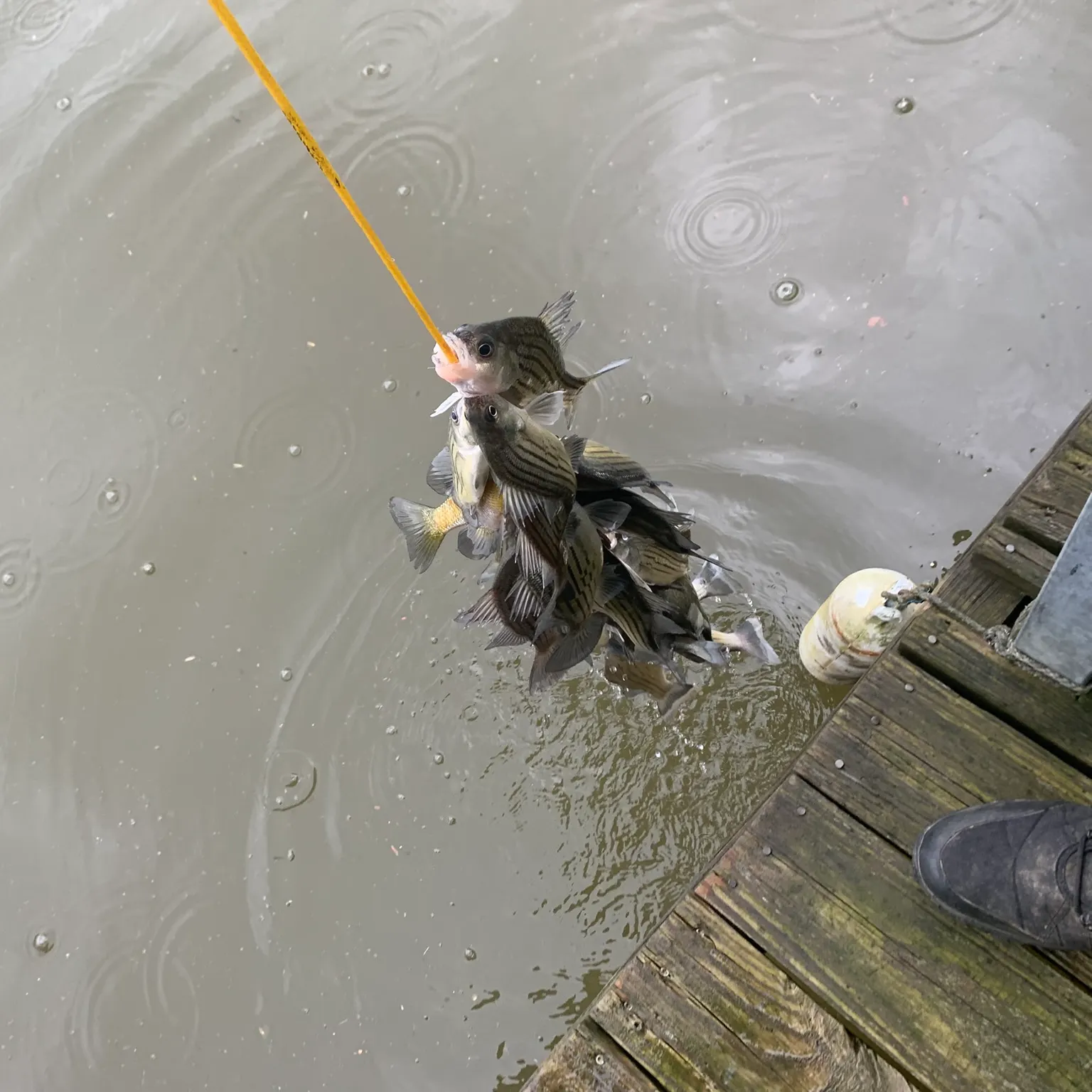 The most recent Yellow bass catches on Fishbrain
