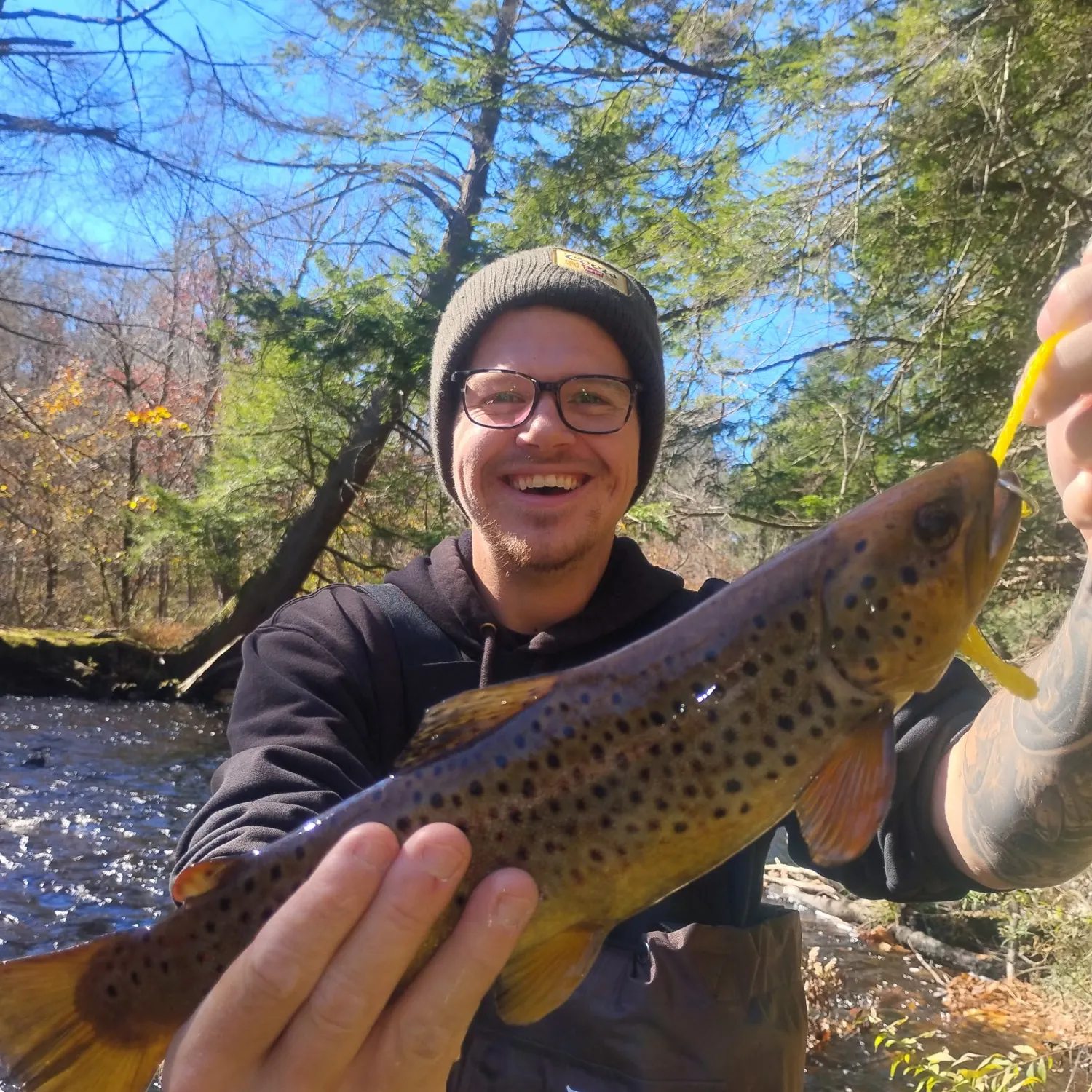 Brown trout caught on Fishbrain