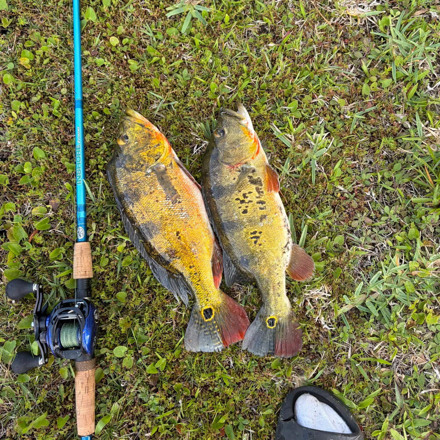 The most recent Butterfly peacock bass catches on Fishbrain