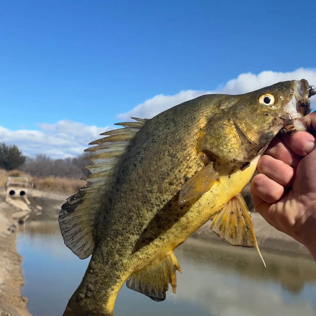 The most recent Golden perch catches on Fishbrain