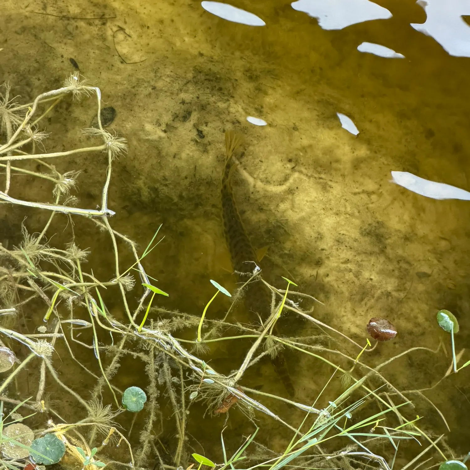 The most recent Florida gar catches on Fishbrain