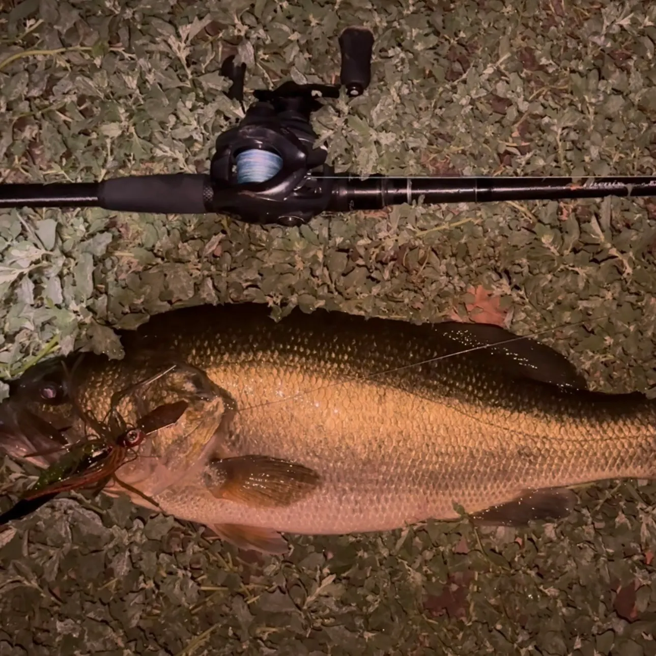 Largemouth bass caught on Fishbrain