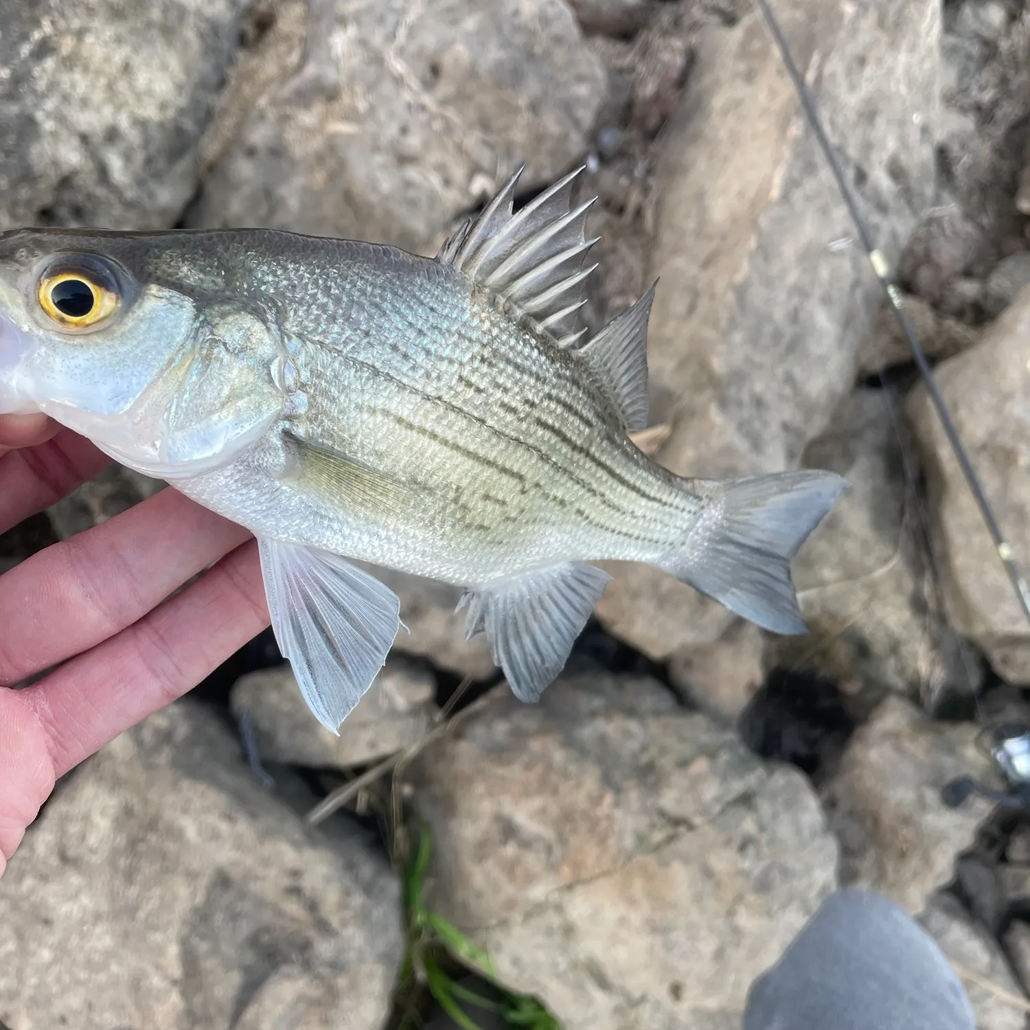 White bass caught on Fishbrain