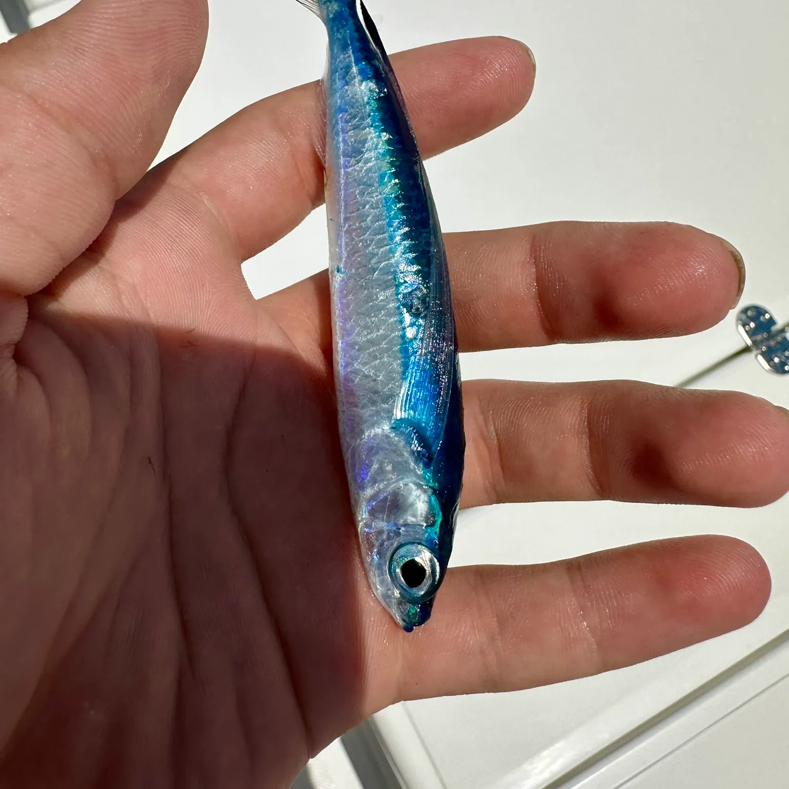 The most recent Sailfin flyingfish catches on Fishbrain