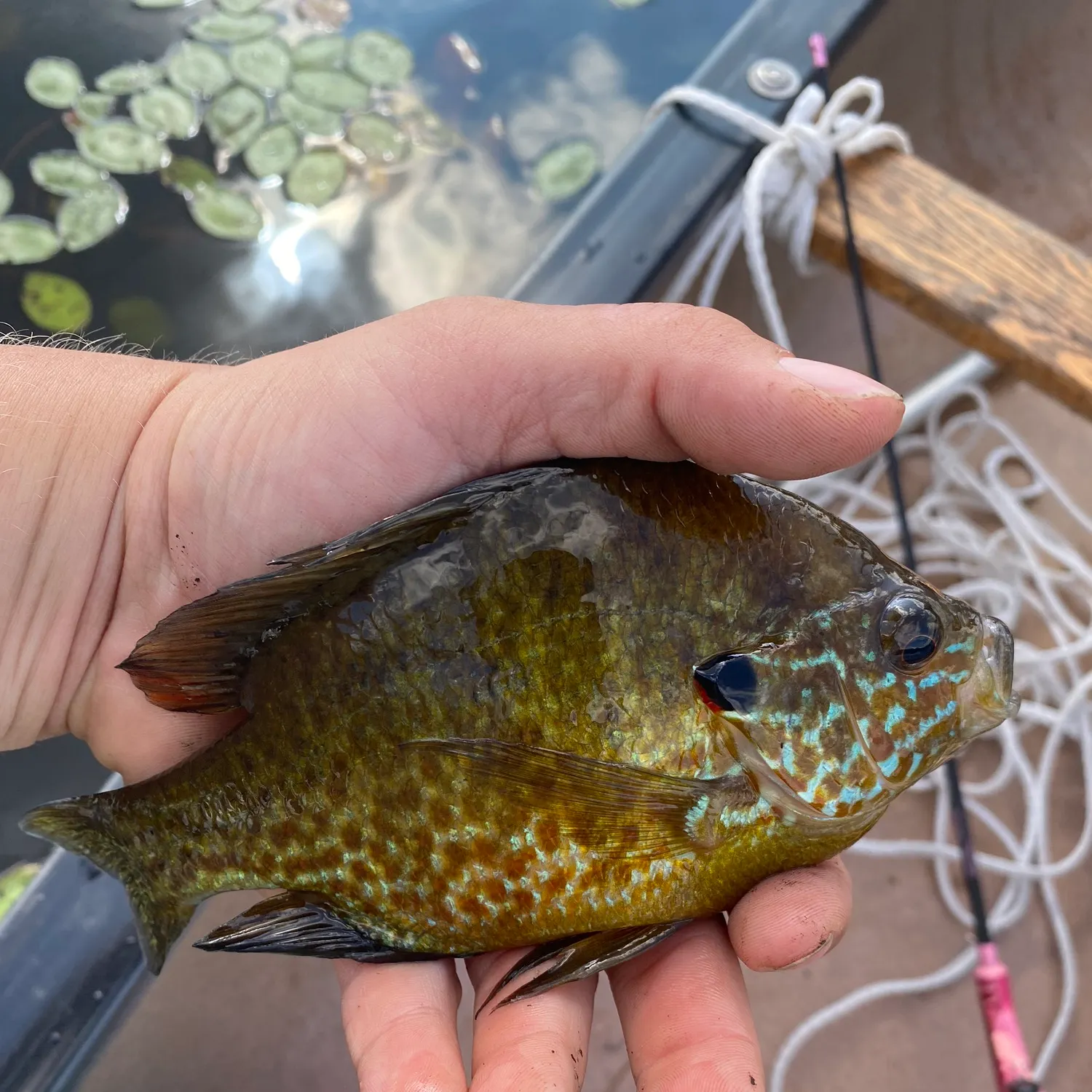 recently logged catches