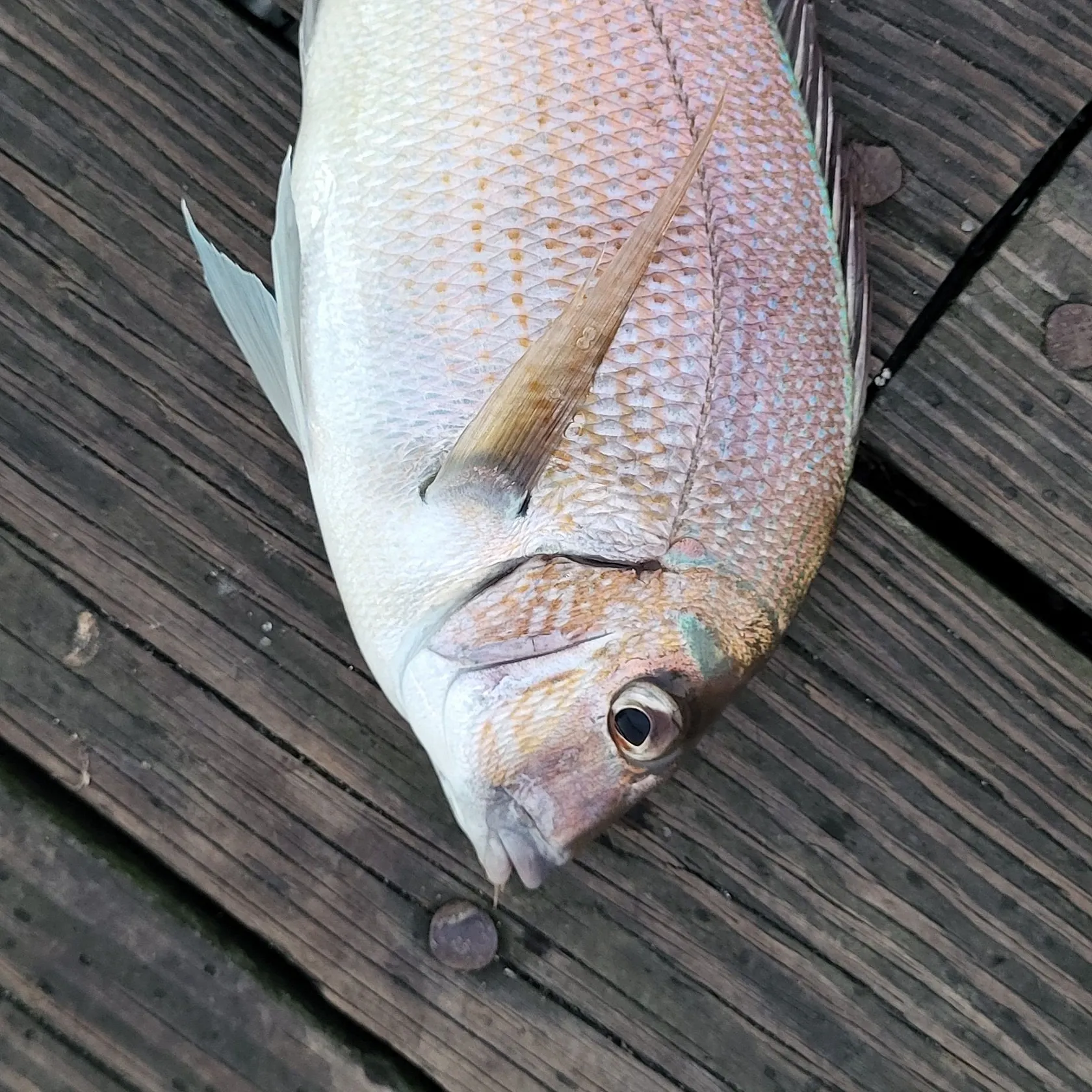 Scup caught on Fishbrain