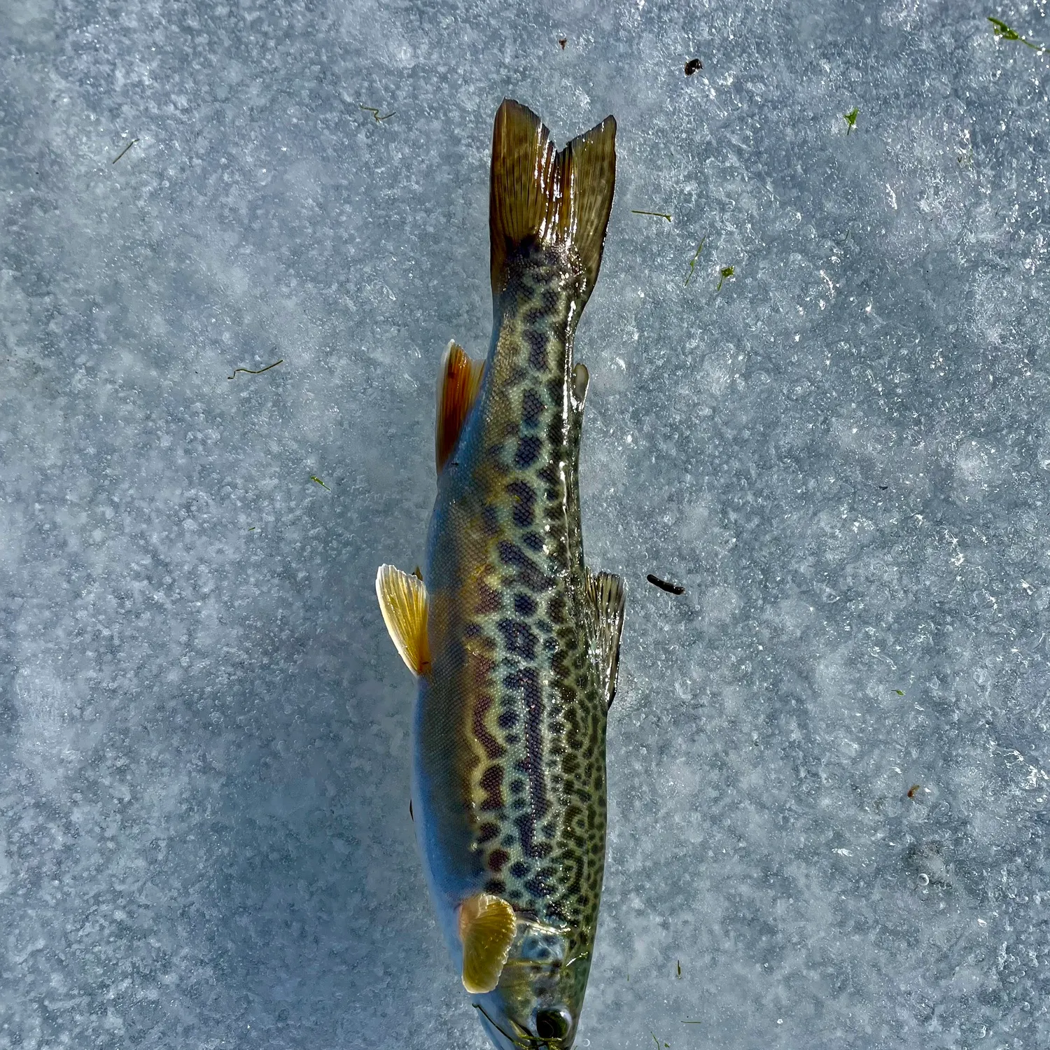 The most recent Tiger trout catches on Fishbrain