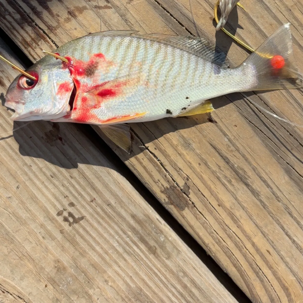Spot croaker caught on Fishbrain