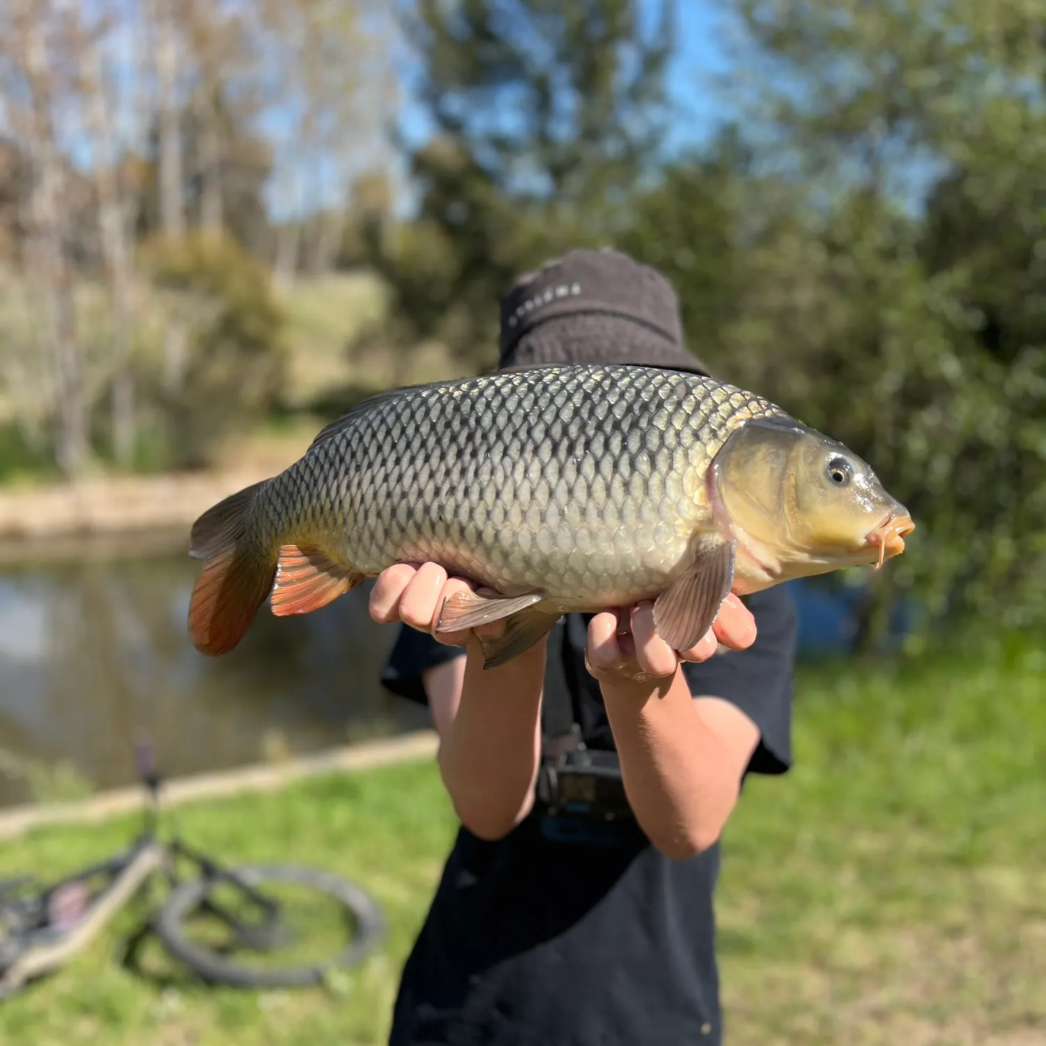 Common carp caught on Fishbrain