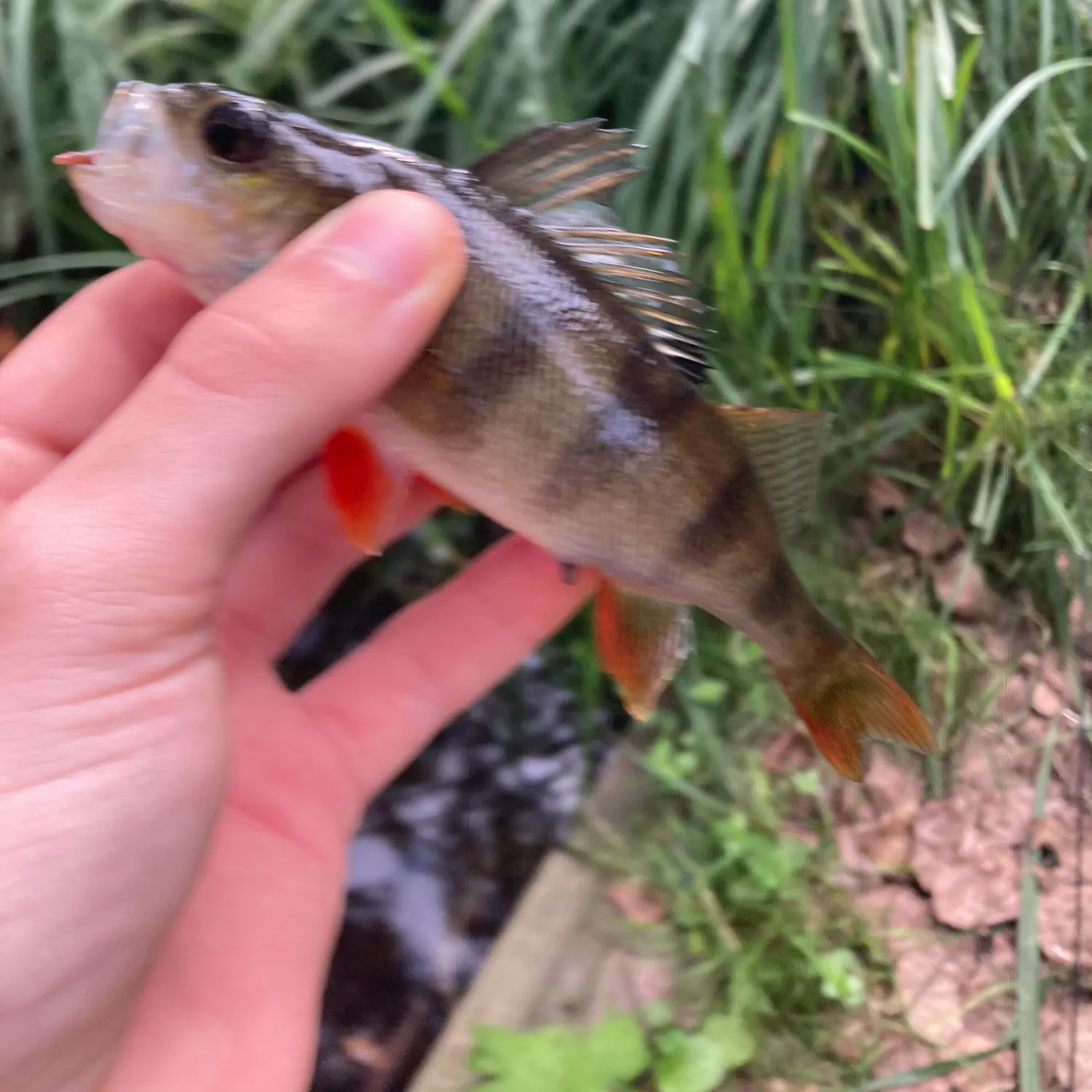 European perch caught on Fishbrain