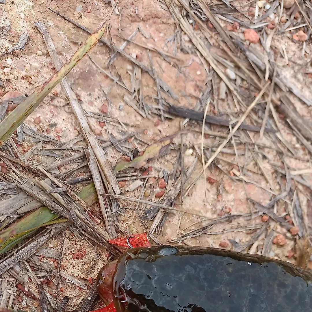 The most recent Striped snakehead catches on Fishbrain
