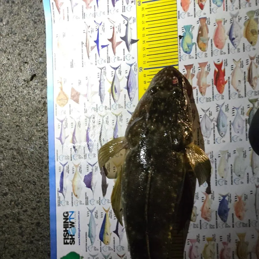 Dusky flathead caught on Fishbrain