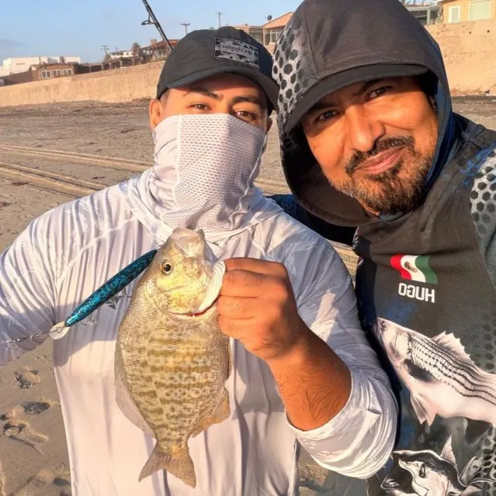 Barred surfperch caught on Fishbrain